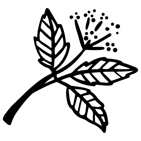 Girsch