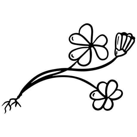 Sauerklee